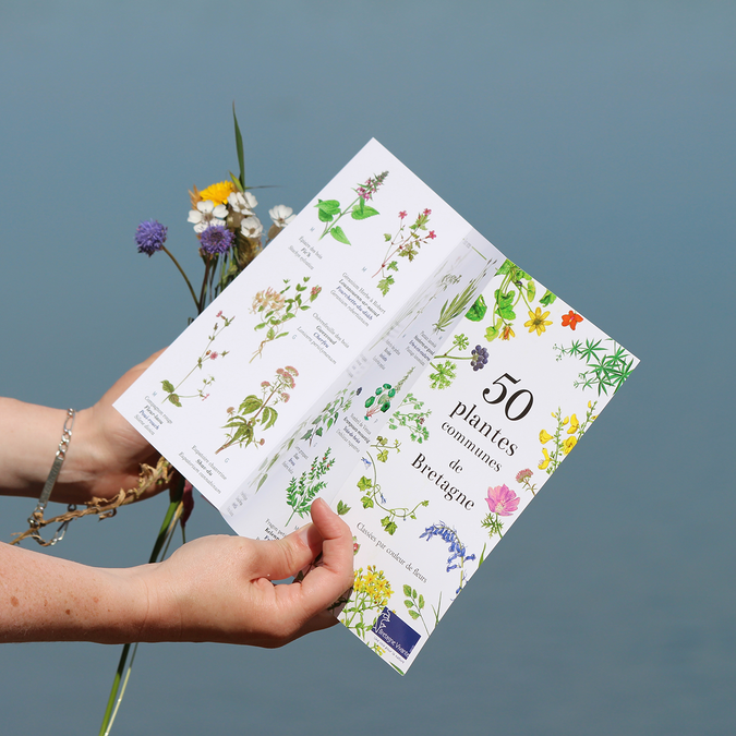 Guide des 50 plantes communes en Bretagne - 3€ 