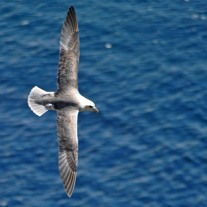 Fulmar boréal à la réserve du Cap-Sizun Goulien © Damien Vedrenne