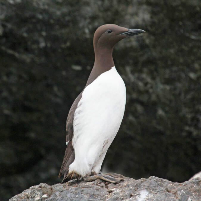 Guillemot de Troil © Dick Daniels