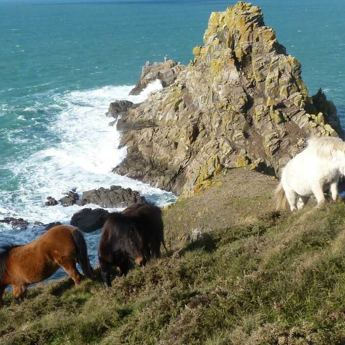 Réserve du Cap-Sizun - Crédit photo CRTB