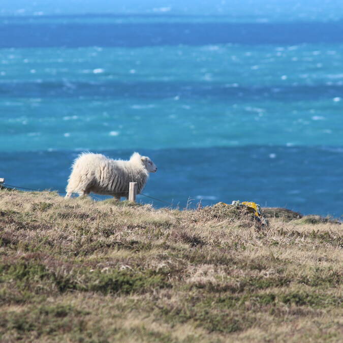 Mouton à la réserve du Cap-Sizun Goulien ©Dimitri Poixe